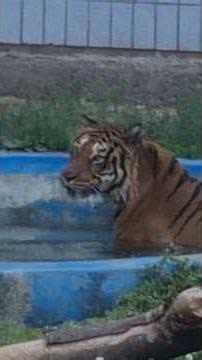 물을 좋아하는 호리 #호랑이 #tiger #뱅갈호랑이 #호리 #달성공원