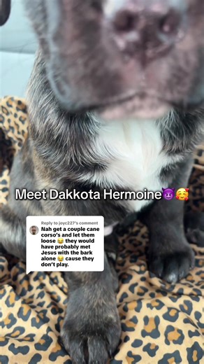 Replying to @joyc227 it’s sooo funny you say that cause I just got my first cane corso last night 🥰🥰🥰 can’t wait for her to get big!!! #fyp #foryou #canecorso