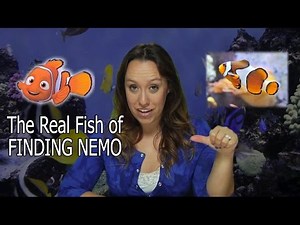 The Real Fish from Finding Nemo -Friends with Fins