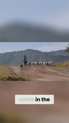 Boxers: The versatile working dogs of Germany