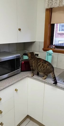 Funny Cat vs Toaster Meme Compilation