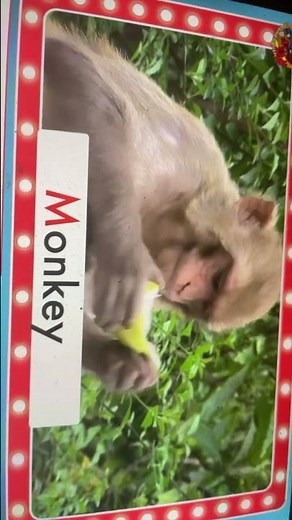 Dream English kids abc animals