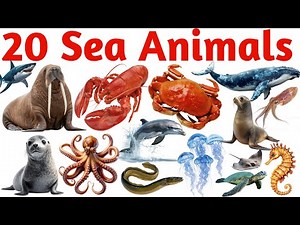 20 Sea Animals Names for Kids | Learn Ocean Animals in English | Educational Video