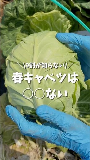 春キャベツの選び方