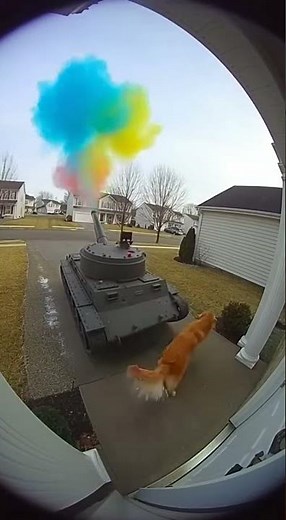 When the dog presses the big read button 🌶️😳#aivideo #dogshorts #viral #minicamera #pets #security