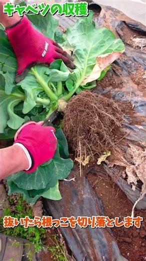 キャベツの大量収穫！！【家庭菜園】