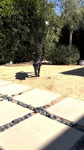 2.5K views · 144 reactions | This little lady will be @platform_la on...