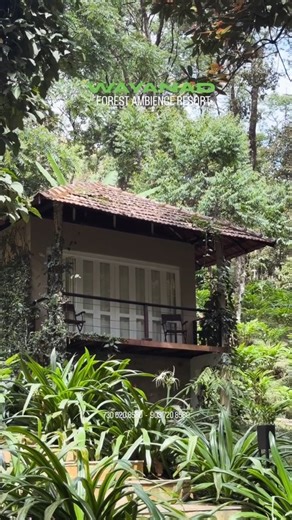 wayanad_tripadvisor on Instagram: "കാട്ടിനുള്ളിൽ ഒരു RESORT🌿 ₹ 9,500/- Best forest ambience resort in Wayanad (Forest ambience resort Wayanad, Wayanad forest stay, Jungle resort Wayanad, Nature stay in Wayanad, Eco friendly resort Wayanad, Luxury forest resort Wayanad, Hill view forest resort, Wayanad nature retreat, Serene forest stay Wayanad, Green escape resort Wayanad) Details: Premium Wooden Cottage INCLUSIONS ✅ Breakfast Dinner Campfire Trekking Off road jeep drive(1 time pick up & drop f