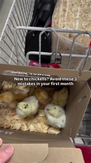 Top Tips for Raising Healthy Chicks: Common Mistakes to Avoid