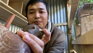 324K views · 9.5K reactions | Wala sa itsura nasa bloodline Mga kalapatids pa subscribe ng youtube channel Uno Loft Pigeon Racing Thank you | Uno Loft Pigeon Racing | Facebook