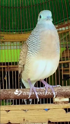 Zebra Dove call Bird sounds for relaxations 31 #birds #birdsounds #birdsoundscape #birdsong #animals