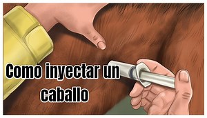 ▷ Como dar medicamtos y hacer una corectamente inyeccion en el caballo