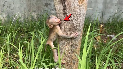 43K views · 955 reactions | Time Fast, Marrya Strong & Brave Climb On Big Tree So Confidently | Cute Baby Monkey | Facebook