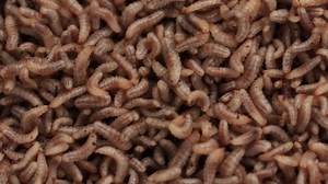 clip-1085026204-close-baby-maggot-larvae-black-soldier-fly