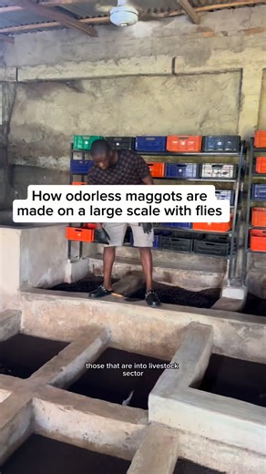 How to mass-produce maggots and make a better profit in fish and livestock farming | Bempet Organic Farm