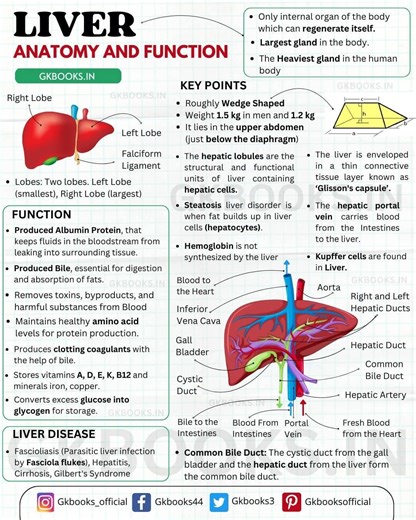 22K views · 396 reactions | ✅ LIVER - ANATOMY AND FUNCTION - KEY POINTS (Covering Major MCQs Asked About the Liver) The liver is a vital organ with diverse functions including detoxification, protein synthesis, and bile production. Understanding its anatomy and functions is crucial for maintaining overall health. #LiverFunction #LiverAnatomy #Detoxification #BileProduction #MedicalKnowledge #generalscience #Biology #liver #gkbooks | InfoPic Notes | Facebook