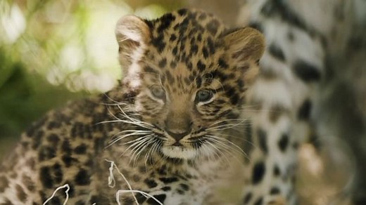 Pair of rare leopard cubs romp at San Diego Zoo