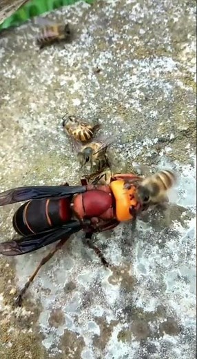 Hornet Attacks a Bee Hive… Instant Karma Hits Back #hornet #wasp #bee #shorts