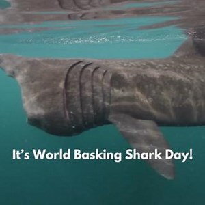 It’s World Basking Shark Day! As one of the most unique sharks in the ocean, we want to celebrate basking sharks by sharing some interesting facts about them: Basking sharks are the second largest fish behind whale sharks (weighing more than 8,000 pounds) Basking sharks eat zooplankton by swimming with their large mouths open (large mammals and other fish have nothing to fear from basking sharks) Basking sharks can leap out of the water like Great Whites (this behavior is called breaching) Baski