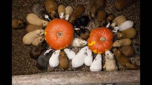 Delightful sounds of guinea pig breakfast.