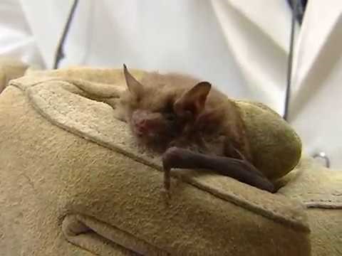 NYS Department of Health: Catch the Bat