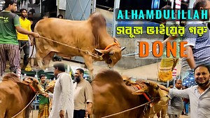 Biggest Cow in Bangladesh on Reels