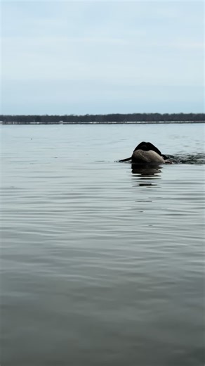 Duck Doggin! Take me back to #duckseason | duck