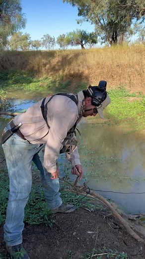Catching yabbys in central queensland! #fyp