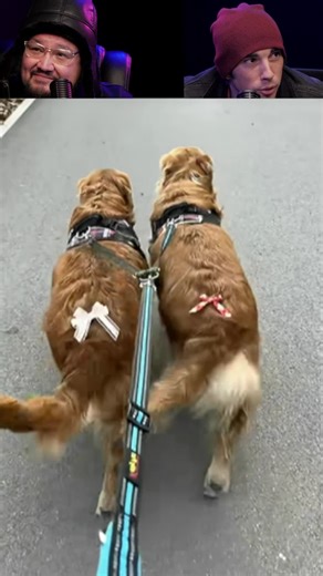 🐶Can WE all be in Sync Like these DOGS🐶 #dogs #doglife #comedy #toilettimetv #thematrixnetwork