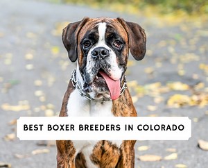 5 Best Boxer Breeders in Colorado! - We Love Doodles