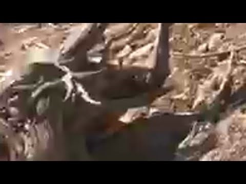 Hidden Realities of the Forest You Didn't Know.