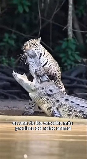 This isn't just any hunt... it's absolute precision 😱🐆🐊