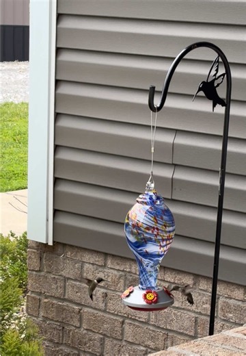 I could sit here all day and watch these little guys..#hummingbird #slowdays #Godscreation #beautiful #nature