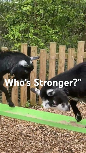 Two Goats Face Off – Who Will Prove Stronger? 🐐💪 #viral #goats #animals