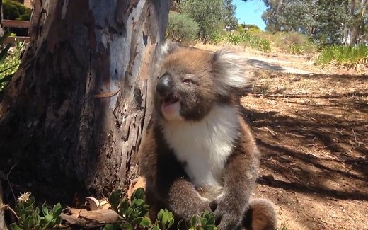 你见到过动物委屈大哭的情景么？