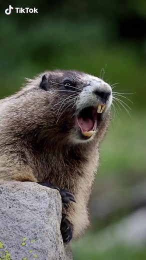 Marmot Screaming 🔊😂 #marmotscreaming #marmot #marmotok #wildlifecinematography #wildlife #wildlifevideography #nationalgeographic #natgeo @National Geographic @Canon #mountrainier @bbcearth