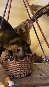 2.1K views · 70 reactions | Happy Fun Fact Friday! Thank you to all...