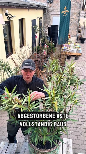 Oleander nach dem Winter richtig schneiden und pflegen