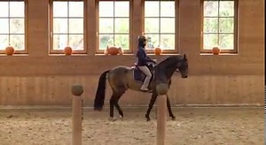 *** Deckhengst Achal Tekkiner Amadei Geli / Breeding stallion Akhal teke Amadei Geli*** "Verfahren Sie so, dass das Pferd sich willig in die Übung findet und nicht unter Zwang." Nuno Oliveira TRAINIGSVIDEO von Achal Tekkiner Hengst Amadei-Geli: Herantasten an Lektionen / TRAINING VIDEO by Akhal Teke stallion Amadei-Geli: Approaching lessons Die tägliche Gymnastizierung mit Seitengängen und die damit verbundene zunehmende Geraderichtung erlauben ein Herantasten an höhere Lektionen. Amadei, der zu