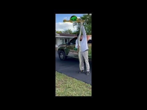 Video shows capture of Burmese python in Miami-Dade neighborhood