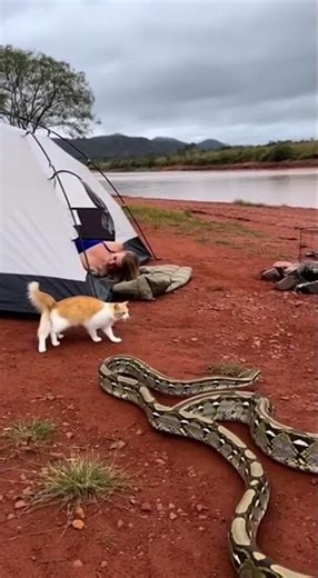 Sleeping Camper Saved by Her Cat as Python Attacks Tent | Shocking Wildlife Moment