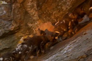 358K views · 10K reactions | The Dogs of Lion Country - Part 8 [ हिन्दी डॉक्यूमेंट्री ] #nature #animals #wildlife #survival #dogs #documentary #wildwisdom Witness how a family of African wild dogs fights to survive among their deadliest rivals. | Wild Wisdom | Facebook