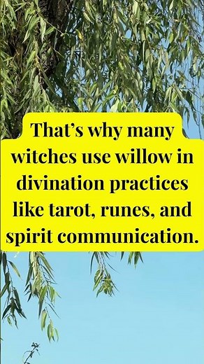 Willow Tree Magic 🌙 The Sacred Tree of Intuition