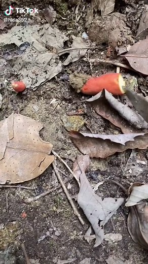 カエンタケについての観察と研究