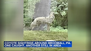 1 coyote caught, another still in area after sightings around Broomall, Pa.