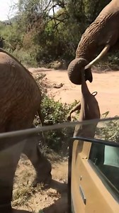 206K views · 1.1K reactions | Elephant mum sighted mourning her dead...