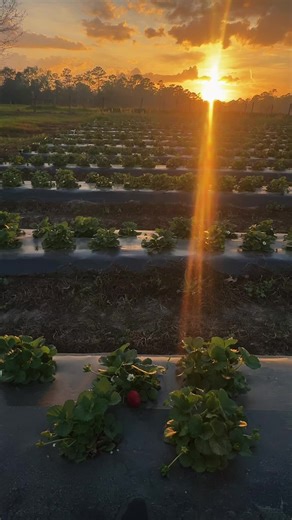 Strawberry Picking at Springhill Farm: A Family Adventure