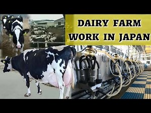 Dairy Farm Work in Hokkaido Japan