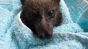 Although it's technically the first day of autumn in Australia, the weather is still diabolically hot and humid which just happens to be perfect weather for bat flies or Nycteribiidae! As just about every bat carers worst nightmare, these super sonic parasitic creepy crawlies are notoriously difficult to remove. Rescued on the weekend by Charlotte and Connor, poor Gomer was crawling with bat flies and although I have managed to remove the vast majority there are still a few hangers on. Whilst ba