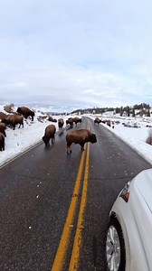 360 bison! #photography #wildlife #nature #reels #foryoupageシ #wildanimals #bison #buffalo #yellowstone | Good Bull Guided